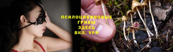 прущие грибы Белокуриха